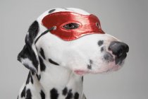 Далматинская собака в маске — стоковое фото