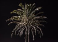 Two beautiful dark palm trees isolated on black background — Stock Photo