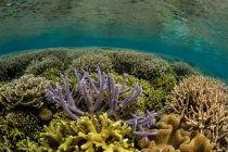 Vista de corais ramificados nas Ilhas Salomão — Fotografia de Stock