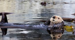 Lontra di mare a riposo nel letto Kelp — Foto stock