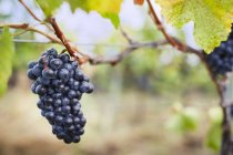 Крупный план спелых сортов красного винограда на виноградной лозе, Келоуна, Британская Колумбия, Канада — стоковое фото