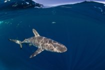 Caribbean reef shark floating under water — Stock Photo