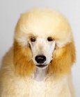 Close-up tiro retrato de poodle padrão no fundo cinza — Fotografia de Stock