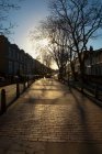 Strada con case e alberi spogli alla luce del sole — Foto stock