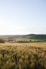 Campo de cebada a la luz de la tarde cerca de Siena - foto de stock