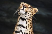 Un leopardo che guarda in alto — Foto stock
