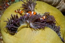 Three clownfish schooling near anemone plant under water — Stock Photo