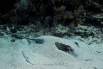 Southern stingray hiding in sand under water — Stock Photo