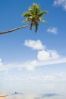 Пляж і одиночна пальма — стокове фото