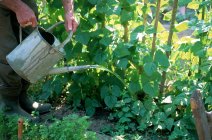 Uomo irrigazione piante in giardino — Foto stock