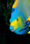 Vivido azzurro e giallo regina pesce angelo — Foto stock