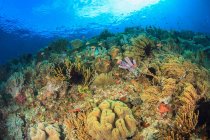 Рыбы, плавающие на коралловом рифе — стоковое фото