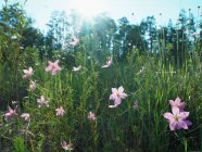 Lila Blumen auf dem Feld — Stockfoto