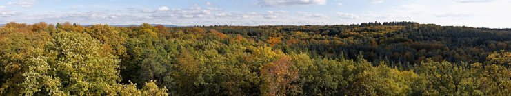 Panorama of forest near Frankfurt — Stock Photo