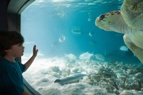 Menino assistindo tartaruga marinha em aquário — Fotografia de Stock