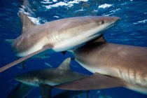 Frenesi de tubarões-recifes do Caribe — Fotografia de Stock