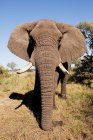 Жіночих слон Африканський в Ботсвані — стокове фото