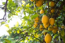 Limonero lleno de fruta madura - foto de stock