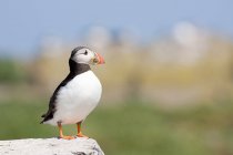 Uccello pulcinella atlantica sulla roccia, colpo da vicino — Foto stock