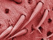 Micrographie électronique à balayage coloré des éperons de jambe de grillon domestique — Photo de stock