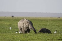 Elefantes africanos caminhando no Parque Nacional Amboseli, Quênia, África — Fotografia de Stock