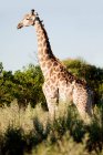 Giraffa in campo di salvia selvatica — Foto stock