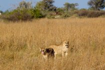 Löwen auf den afrikanischen Ebenen — Stockfoto