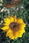 Schöne Sonnenblume mit Wassertropfen aus der Gießkanne — Stockfoto