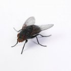 Крупним планом знімок домашньої мухи ізольовано на білому тлі — стокове фото