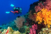 Immersione nella barriera corallina — Foto stock