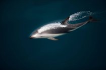 Delfín oscuro nadando - foto de stock