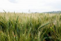 Surface level of Wheat field, bordeaux, france — Stock Photo