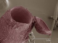 Micrógrafo electrónico de barrido coloreado de avispa parásita - foto de stock