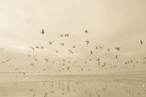 Aves volando sobre el océano - foto de stock