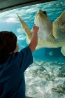 Junge zeigt auf Meeresschildkröte im Aquarium — Stockfoto