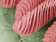 Micrografia eletrônica de varredura colorida de lamelas de camarão em terra — Fotografia de Stock
