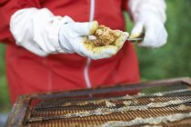 Imker nimmt Honig aus dem Bienenstock, Nahaufnahme — Stockfoto