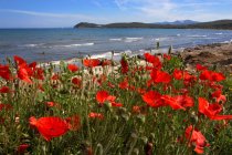 Flowers on rocky coastline — Stock Photo
