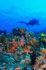 Mergulhador nadando no recife de coral — Fotografia de Stock