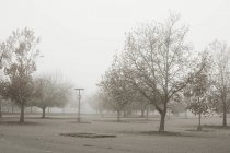 Empty parking lot with bare trees in mist — Stock Photo