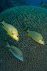 Риба плаває біля коралової голови під водою — стокове фото