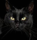 Closeup portrait of black cat on black background — Stock Photo