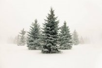 Árvores em paisagem nevada — Fotografia de Stock