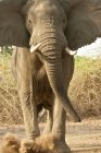 Polvere dell'elefante africano aggressivo calci, Parco nazionale di Mana Pools, Zimbabwe, Africa — Foto stock