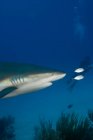 Vue recadrée du requin de récif des Caraïbes — Photo de stock
