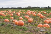 Field covered with Pumpkins — Stock Photo