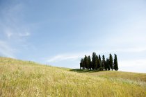 Cypress trees in field — Stock Photo
