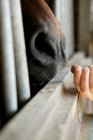 Abgeschnittenes Bild einer Person, die ein Pferd füttert — Stockfoto