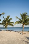 Playa idílica con palmeras - foto de stock
