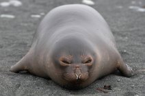 Elefante Seal filhote de cachorro na praia — Fotografia de Stock